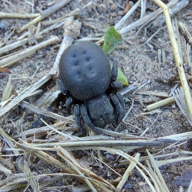 Eresus moravicus - sárgafejű bikapók Eresus moravicus - sárgafejű bikapók