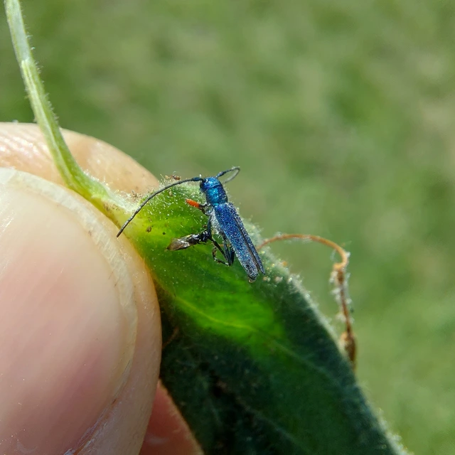 Phytoecia caerulea - fémzöld fűcincér