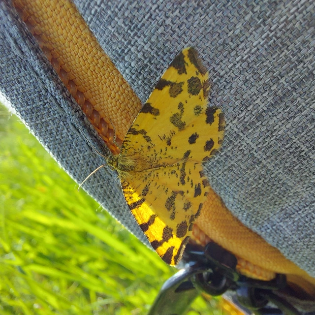 Pseudopanthera macularia - párducfoltos araszoló