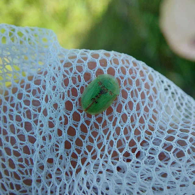 Cassida pannonica - pannon pajzsbogár
