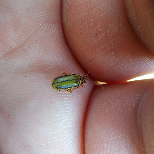 Xanthogalerucella luteola - szilfa-olajosbogár