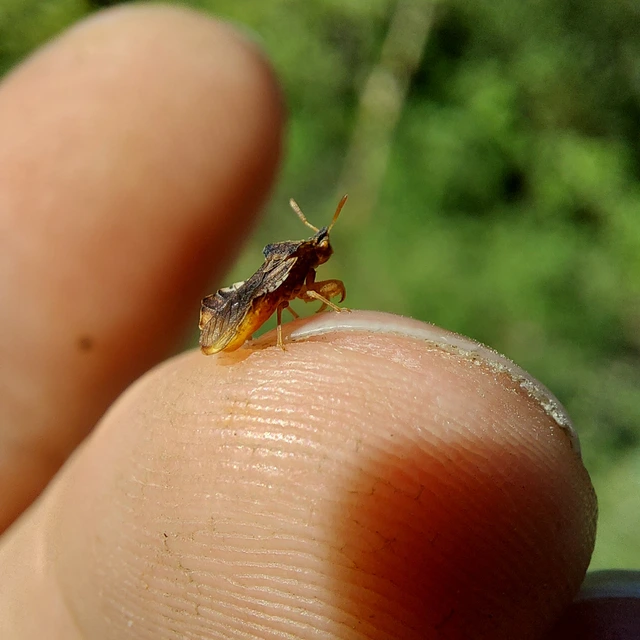 Phymata crassipes - fogólábú poloska