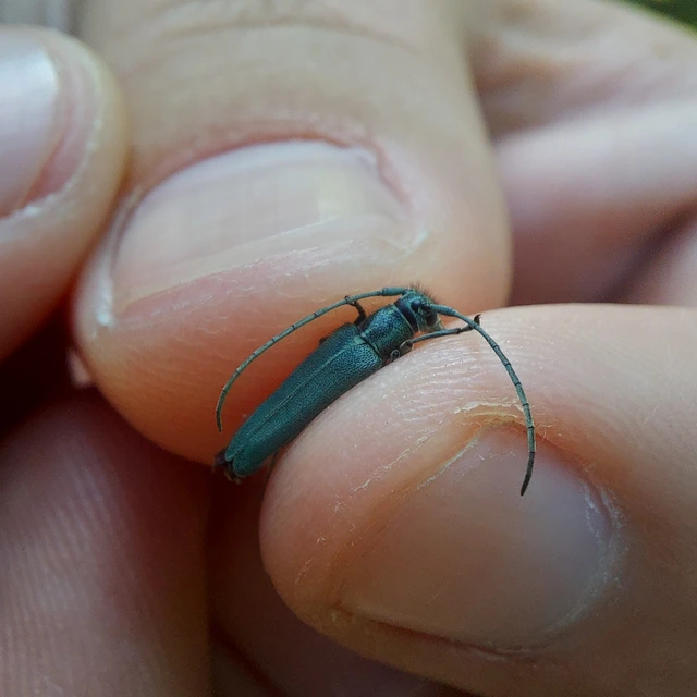 Phytoecia coerulescens - kígyósziszcincér