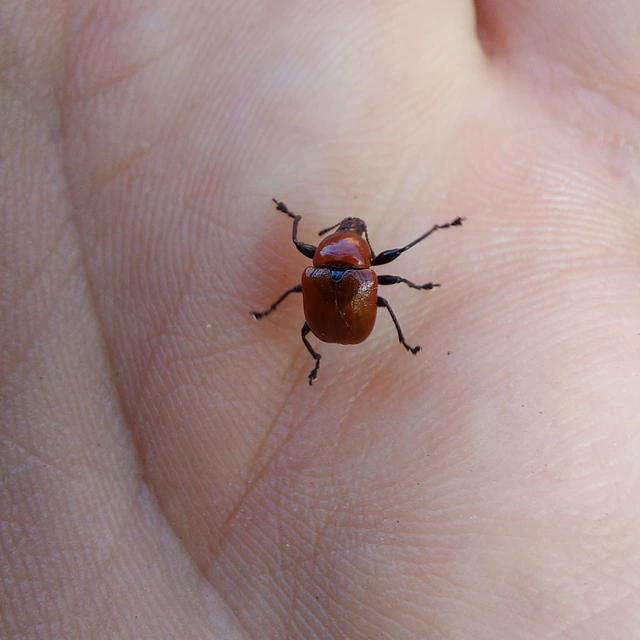 Attelabus nitens - tölgy-levélsodró