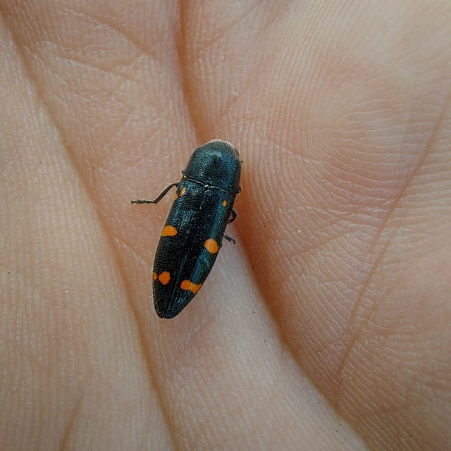 Ptosima undecimmaculata - sárgafoltos díszbogár
