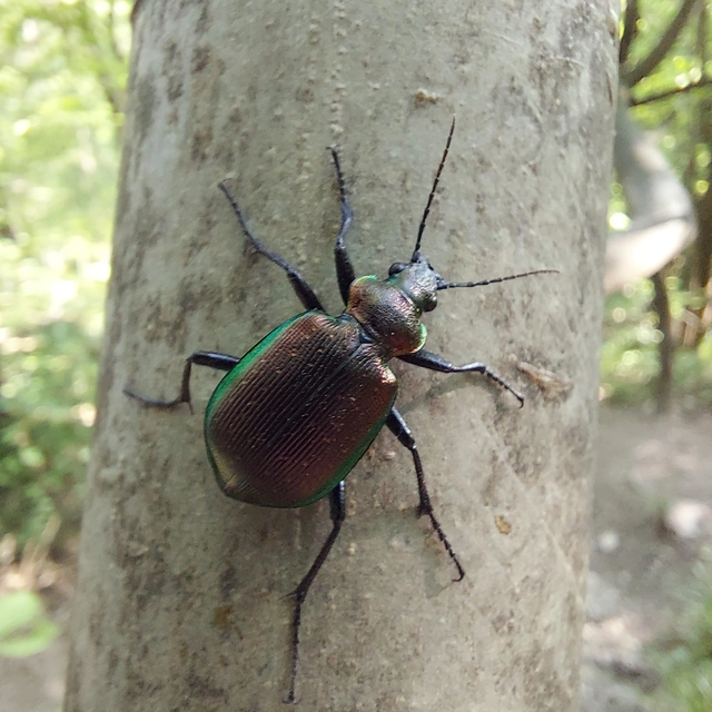 Calosoma inquisitor - kis bábrabló