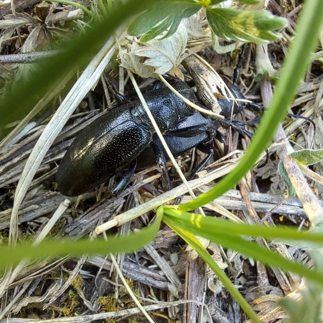 Dorcadion aethiops - fekete gyalogcincér