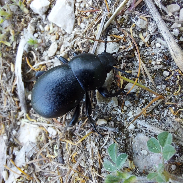 Gnaptor spinimanus - pohos gyászbogár