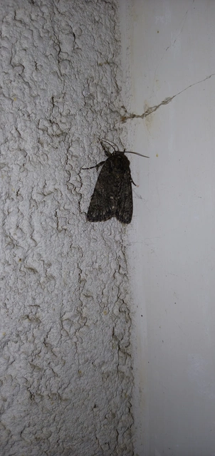 Acronicta rumicis - sóska-szigonyosbagoly