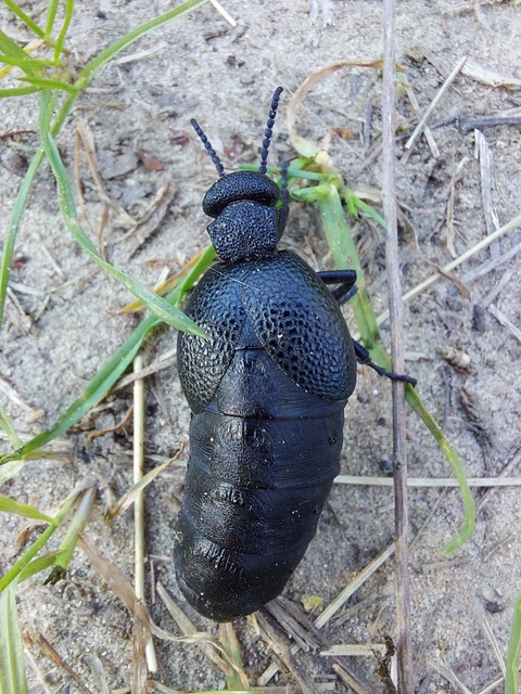 Meloe cicatricosus - óriásnünüke