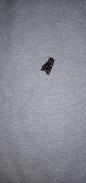 Chloantha hyperici - orbáncfű-sugarasbagoly