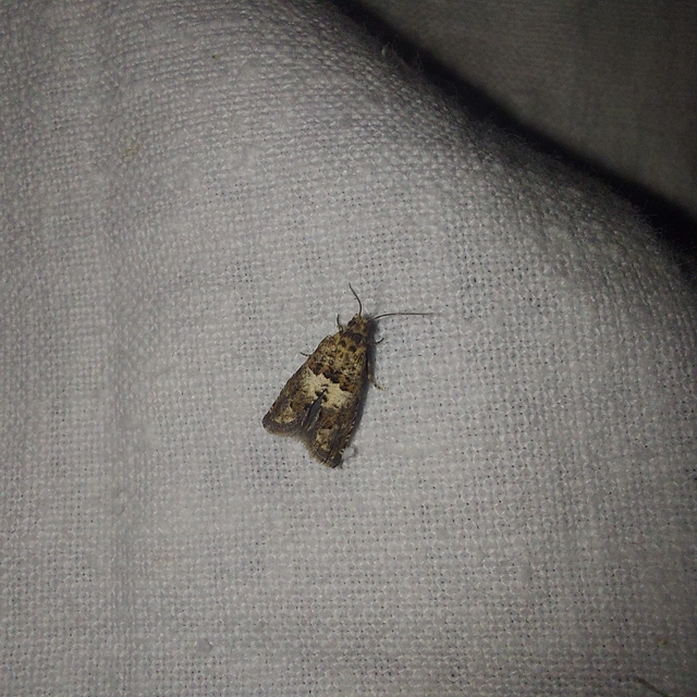 Epiblema inulivora - peremizsszár-tükrösmoly