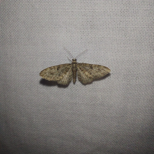 Eupithecia abbreviata - korai törpearaszoló