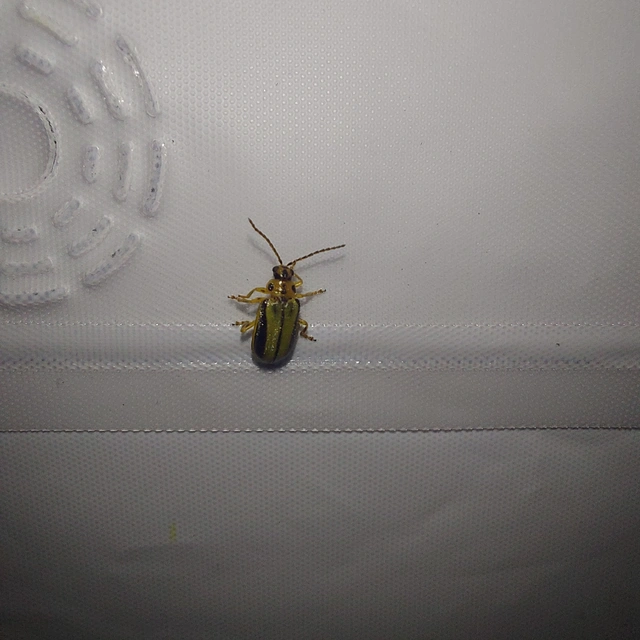 Xanthogalerucella luteola - szilfa-olajosbogár