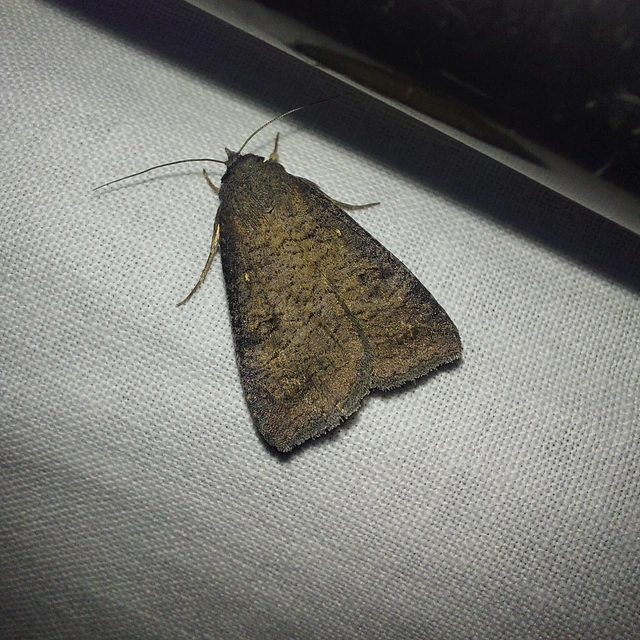 Lygephila procax - fekete csüdfűbagoly