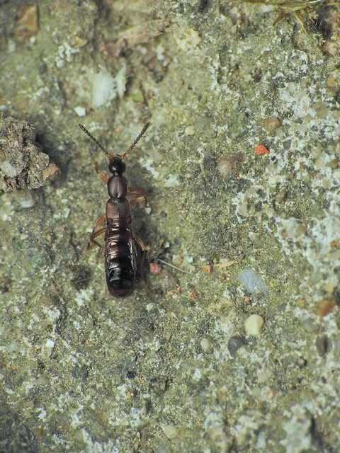 Drusilla canaliculata - közönséges hangyászholyva