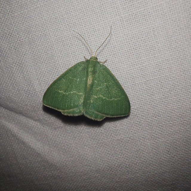 Chlorissa viridata/cloraria