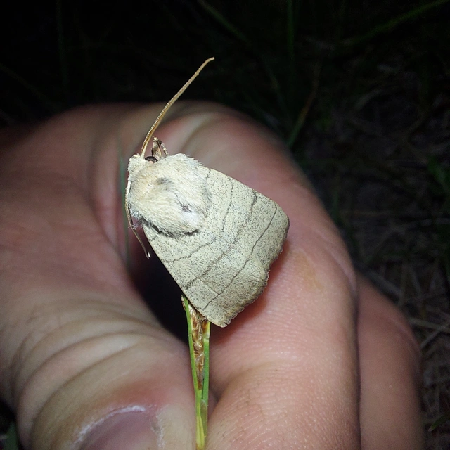 Charanyca trigrammica - háromsávos lombbagoly