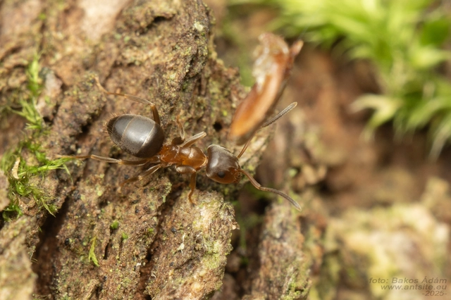 Lasius brunneus - rozsdáshátú feketehangya