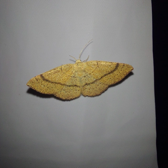 Cyclophora ruficiliaria - vörösrojtú pettyesaraszoló
