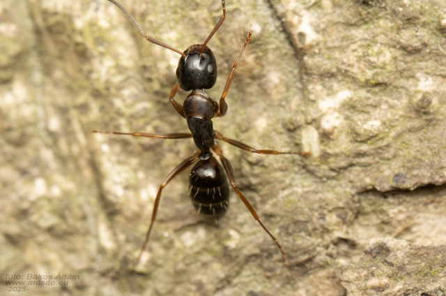 Camponotus fallax - ligeti lóhangya