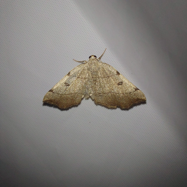 Eilicrinia trinotata - háromjegyű araszoló