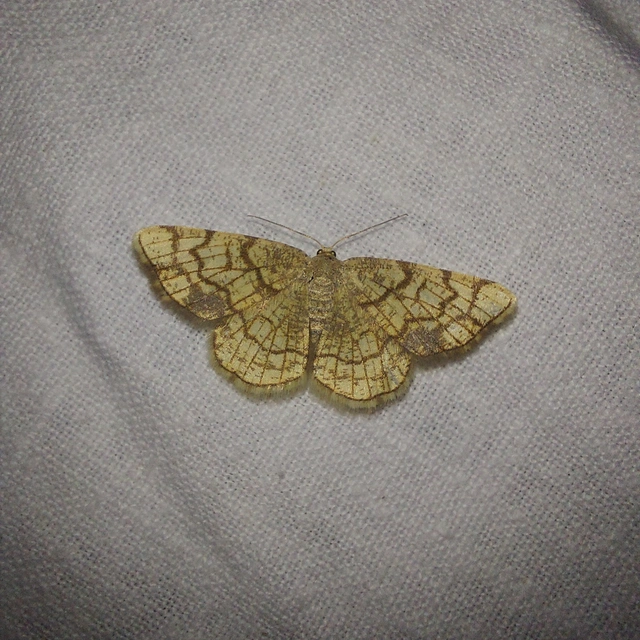 Stegania dilectaria - fehérnyár-araszoló