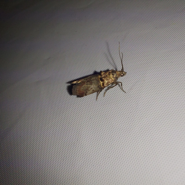 Trachonitis cristella - bokorrágó karcsúmoly