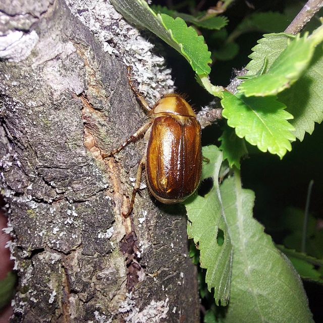 Rhizotrogus aestivus - tavaszvégi cserebogár