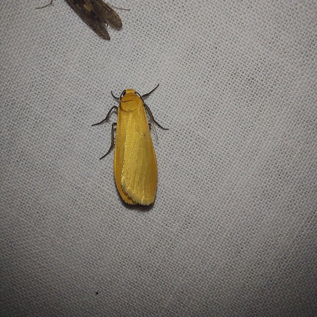 Eilema sororcula - sárga zuzmószövő