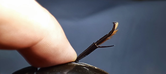 Hydrophilus piceus - közönséges óriáscsibor