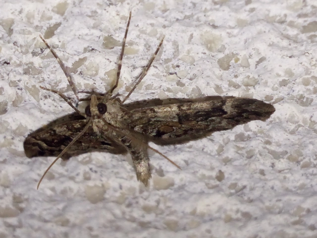 Thera variata/britannica