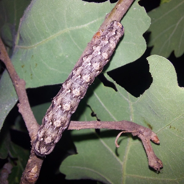 Griposia aprilina - őszi zöldbagoly
