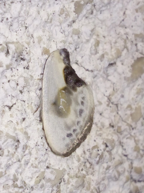Cilix glaucata - törpe sarlósszövő