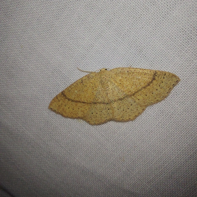 Cyclophora ruficiliaria - vörösrojtú pettyesaraszoló