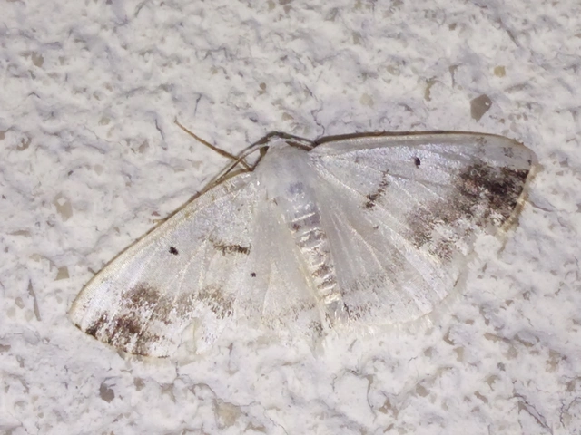 Lomographa temerata - foltos fehéraraszoló
