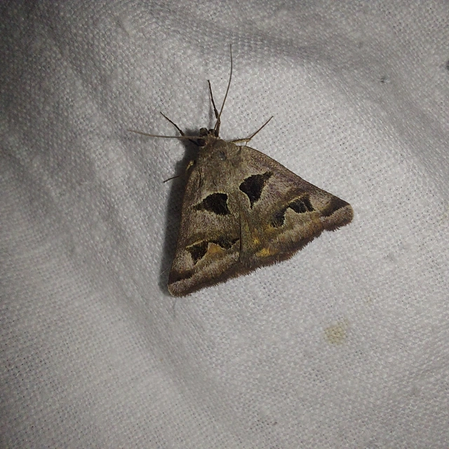 Gonospileia triquetra - kakukkfű-nappalibagoly