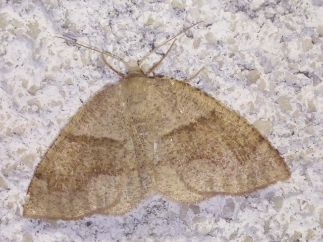 Plagodis pulveraria - szemcsés araszoló