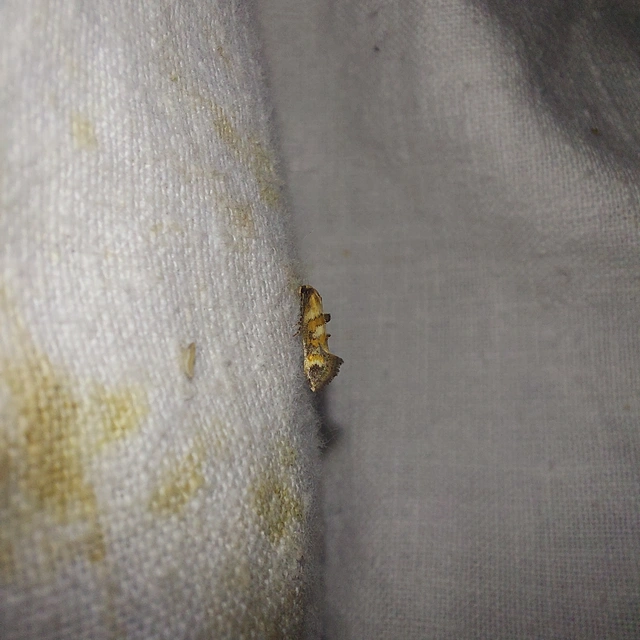 Epermenia pontificella - tarka íveltmoly