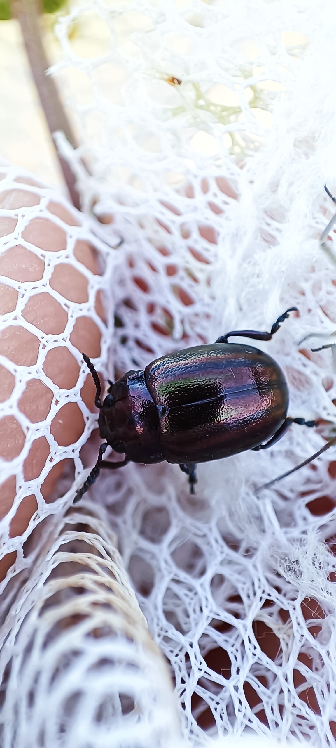 Chrysolina cerealis - változó mentalevelész