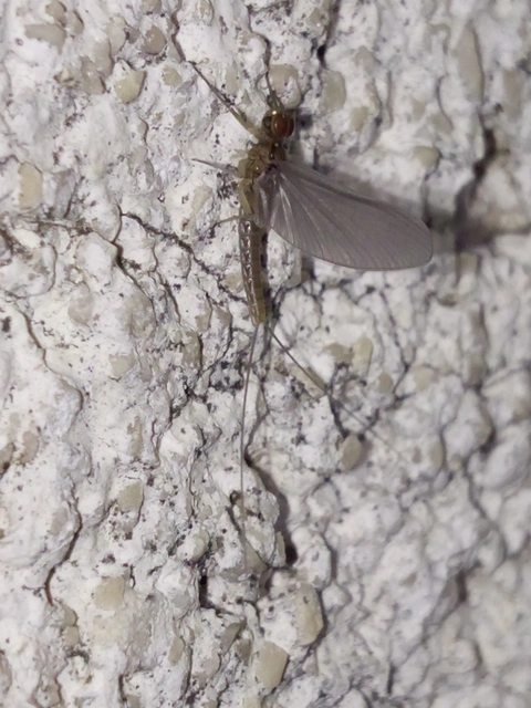 Ephemeroptera - Kérészek