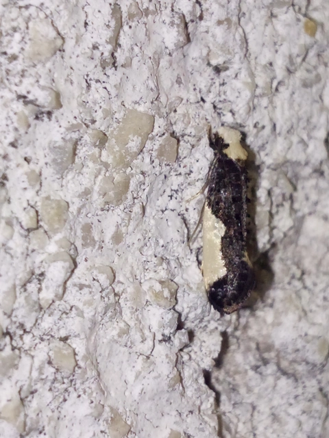 Monopis monachella - apácamoly