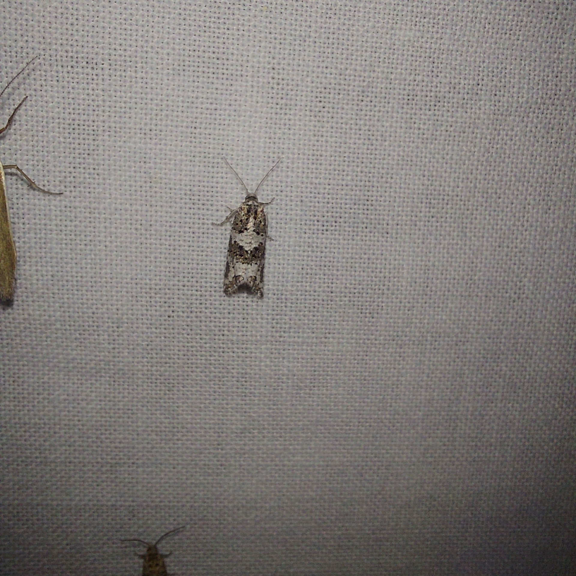Xerocnephasia rigana - kökörcsinmoly