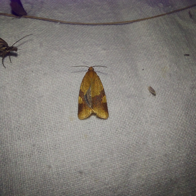 Aphelia ferugana - okkersárga sodrómoly