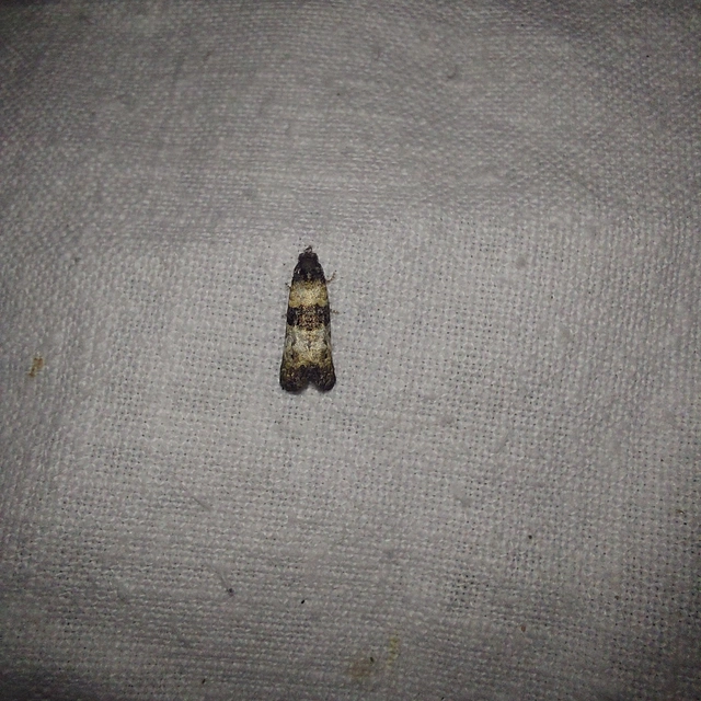 Phtheochroa pulvillana - spárgaszár-fúrómoly
