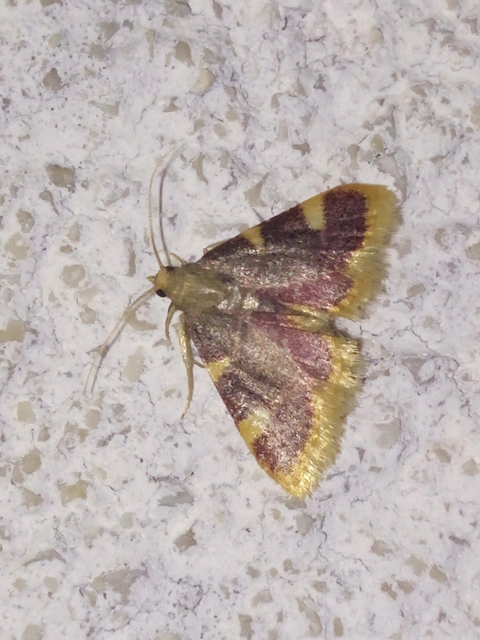 Hypsopygia costalis - szénailonca