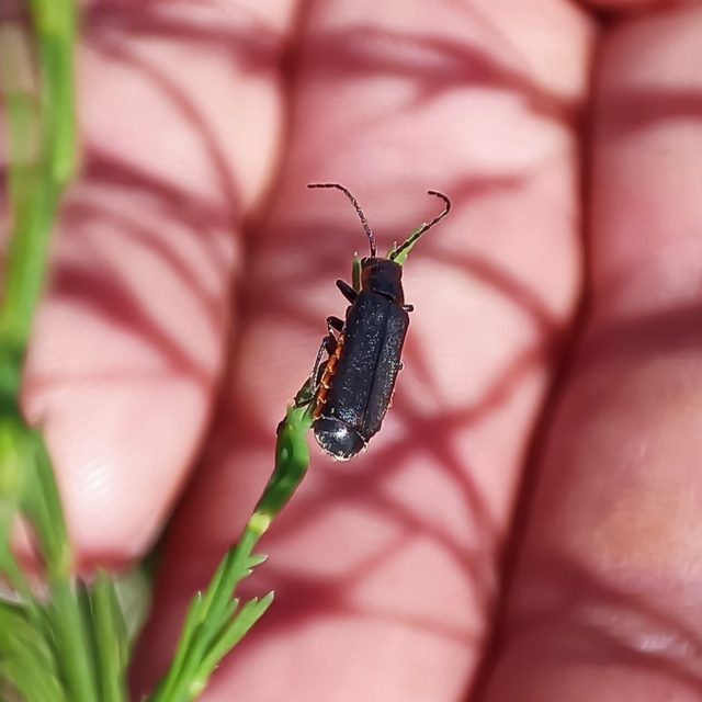 Cantharis