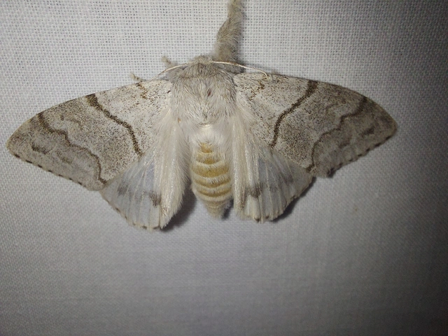 Calliteara pudibunda - hamvasszövő
