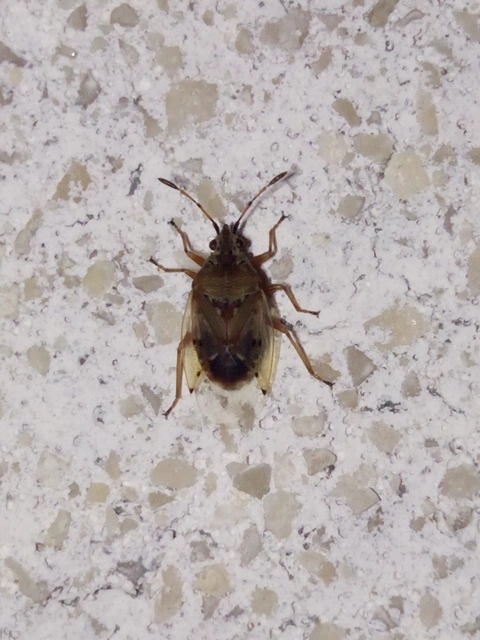 Kleidocerys resedae - nyírbodobács