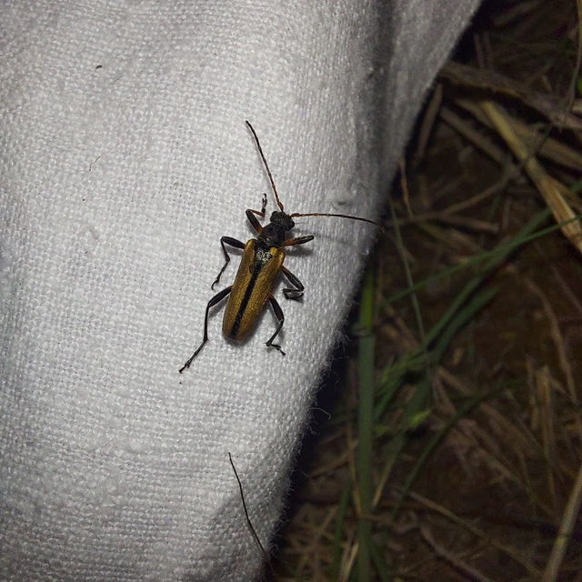 Cortodera humeralis - négyfoltos cserjecincér